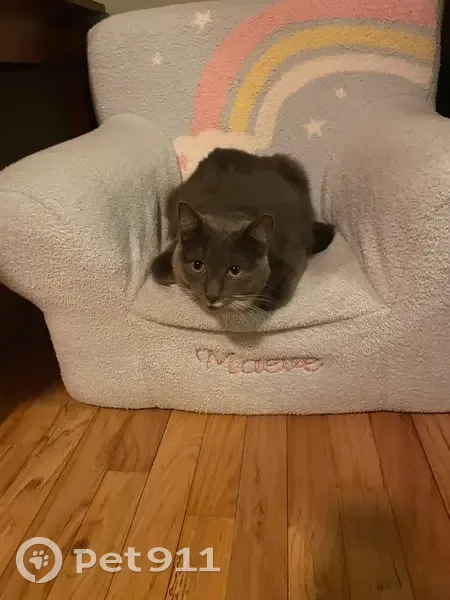 Lost Grey Cat Near Shoreham - Help Needed! - photo