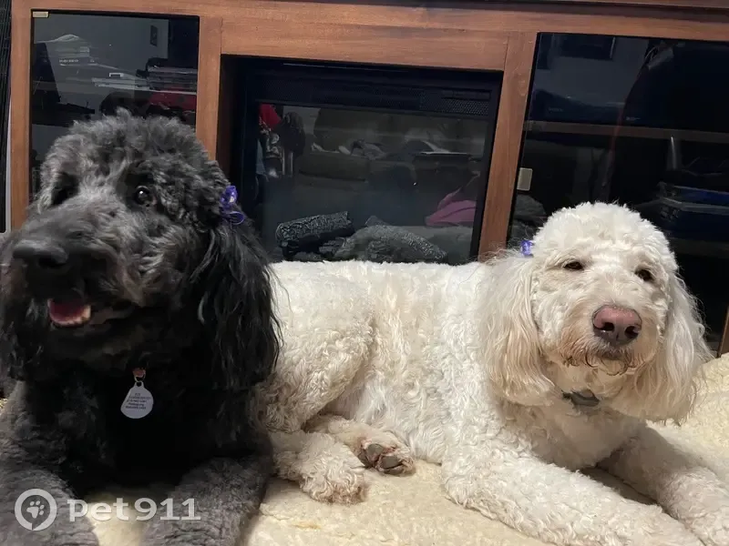 Lost Dogs: White & Black on East Freeway - photo