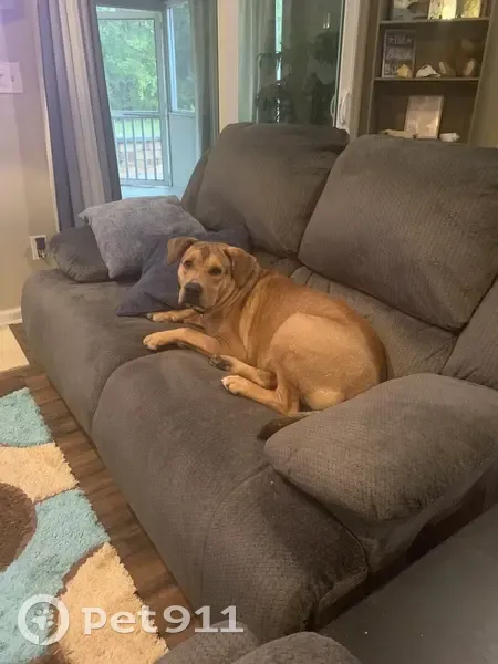 Lost: Buddy, Big Tan Dog in Jacksonville - photo