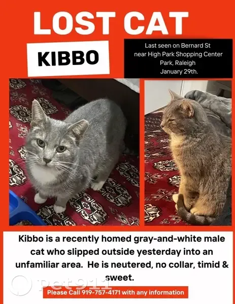 Lost Gray Tabby in Raleigh: Help Find Kibbo! - photo