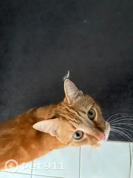 Lost Cat: Orange with Turquoise Collar - photo