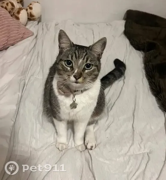 Gata Perdida: Atigrada con Ojos Verdes Claros - photo