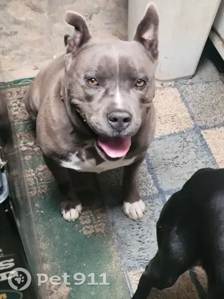 Friendly Grey Pitbull Found in Perris - photo