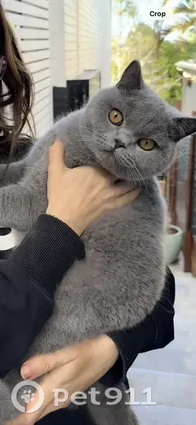 Lost Grey British Shorthair in Brisbane - photo
