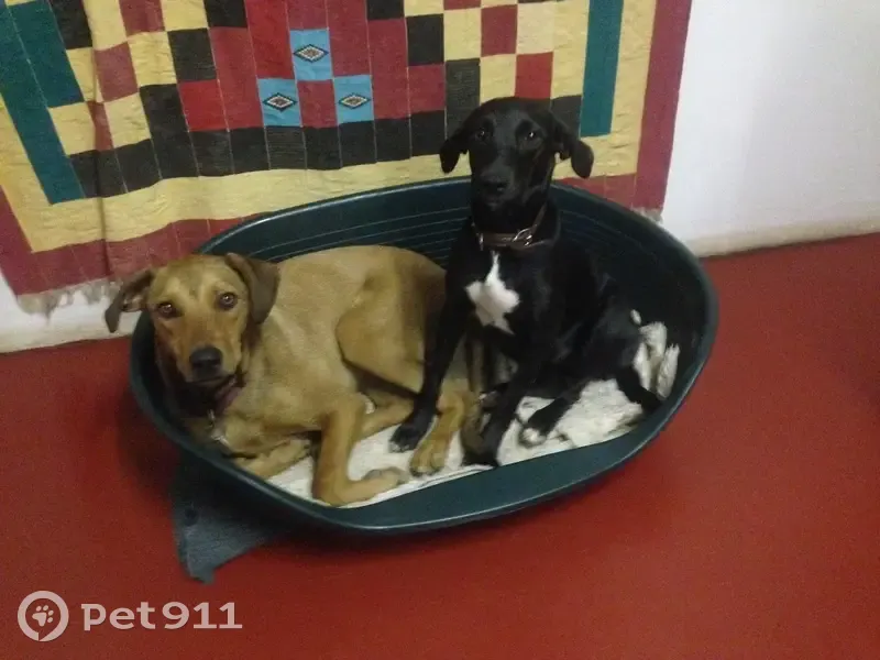 Lost Black Dog with White Star - Pretoria - photo