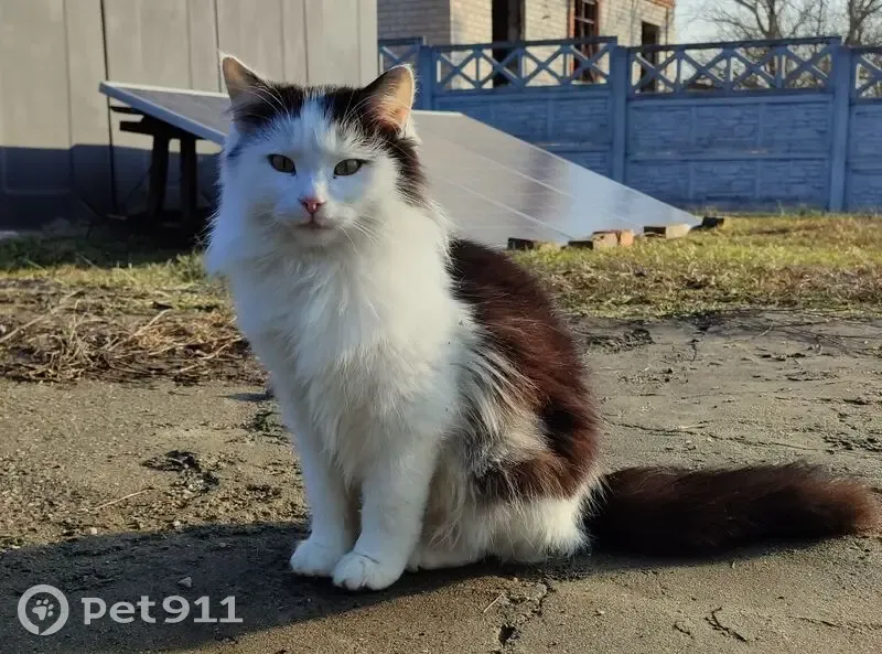 Зник кіт Мурчик у Криворізькому районі - photo