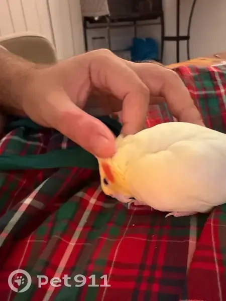 Friendly Yellow Bird with Red Cheeks Lost - photo