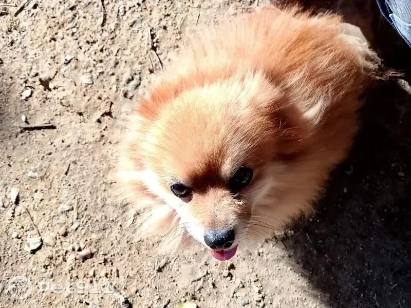 Perro perdido: Rojo, visto en El Quejigo - photo