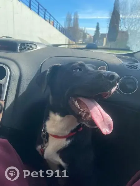 ¡Ayuda a encontrar a Santa, perrita perdida! - photo