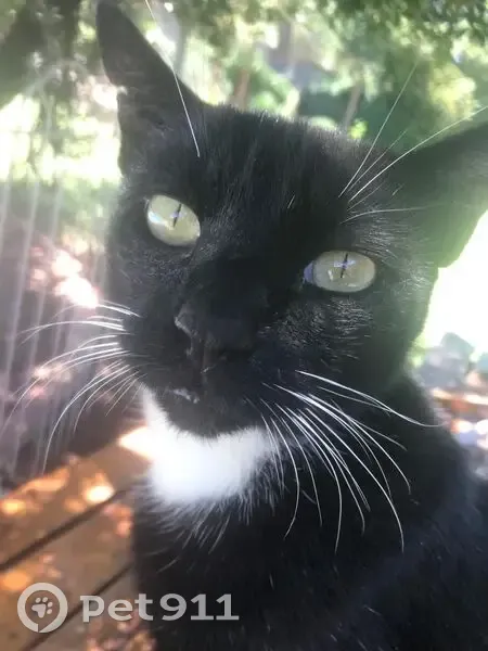 Lost: Black Cat with White Paws in Roodepoort - photo