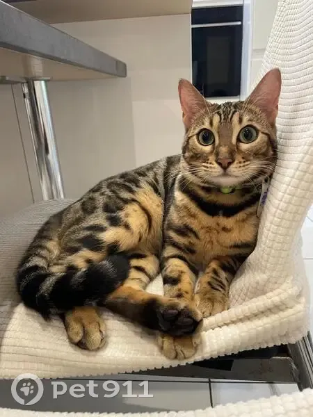 Chat perdue avec collier jaune, Lyon - photo