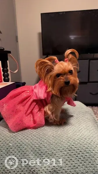 Lost Dog: Black & Tan in Striped PJs - photo