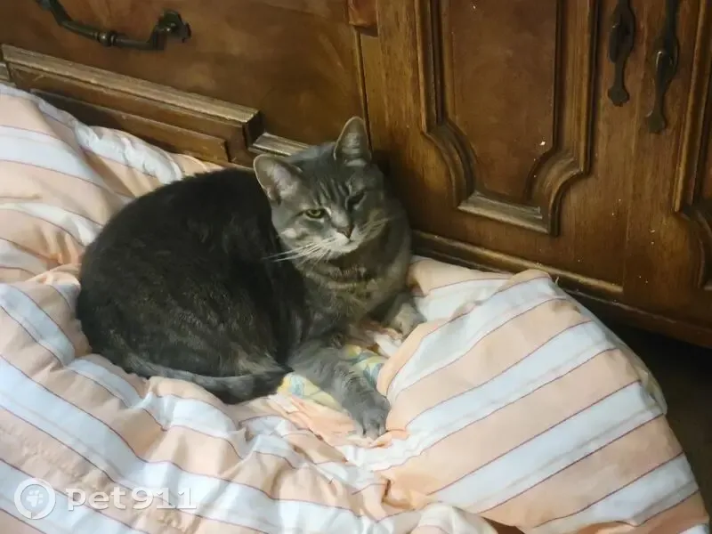 Lost Cat: Chia Missing in North Babylon - photo