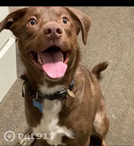 Lost Dog Alert: Light Brown in Helena - photo