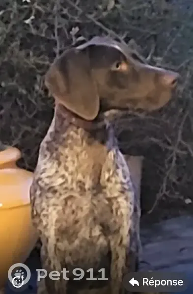 Jeune braque allemand trouvé à Chapet - photo