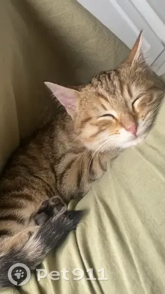 Chatte tigrée perdue à Romans-sur-Isère - photo
