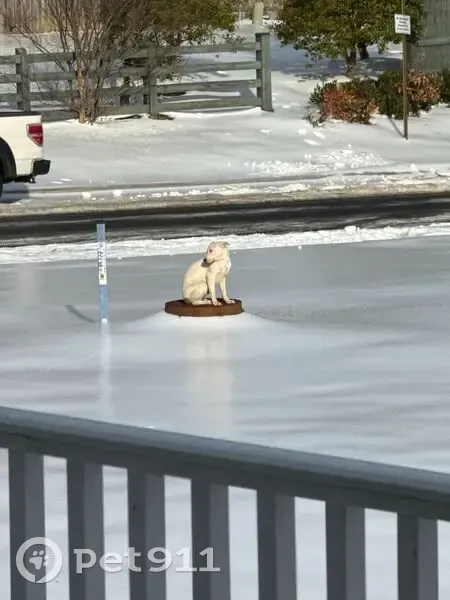 Found Dog: Brown Markings, Olde Forge Dr - photo