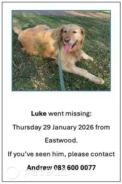 Lost Dog in Pretoria: Sparse Tail Alert! - photo