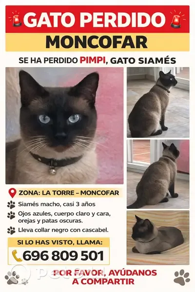 ¡Ayuda a encontrar a Pimpi, gato siamés perdido! - photo