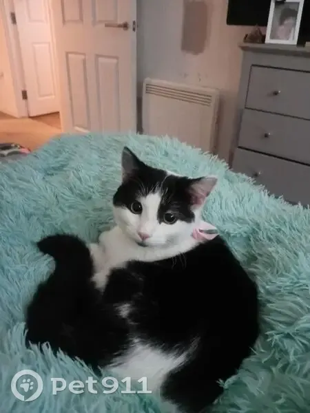 Lost Kitten: Black & White, Pink Collar - photo