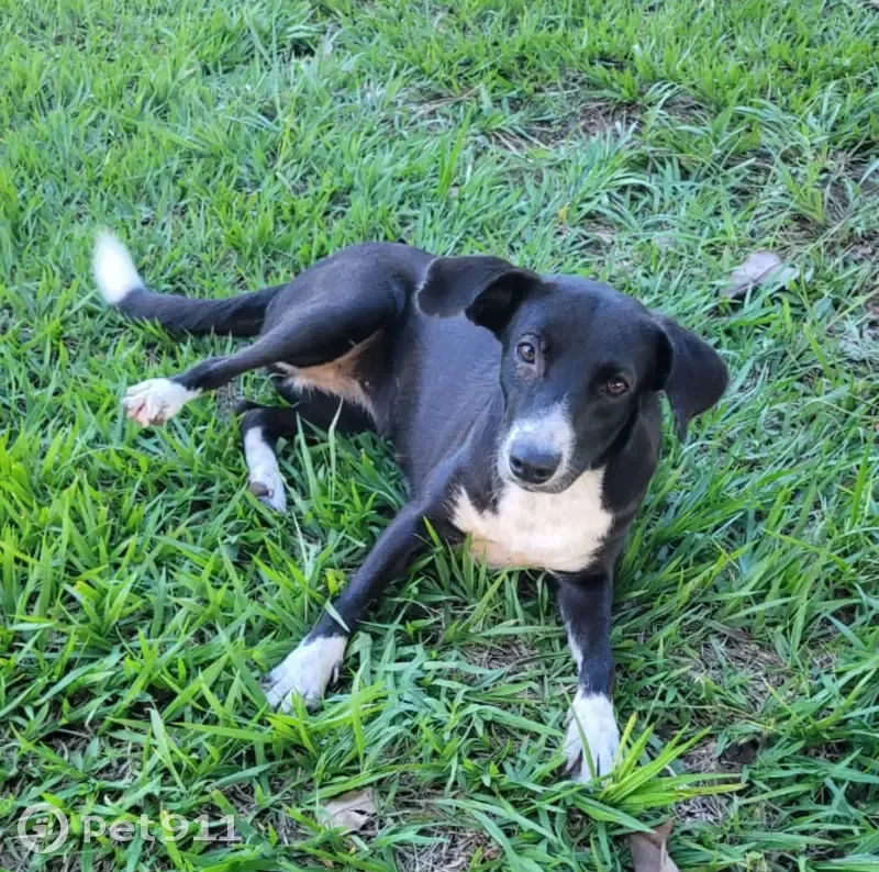 Cachorro encontrado Fêmea (brf002255) - photo