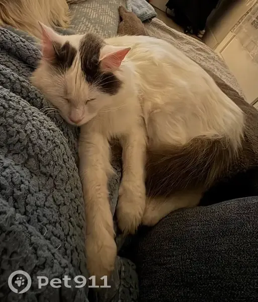 Chatte Perdue, 1 An, Stérilisée, Marguerittes - photo