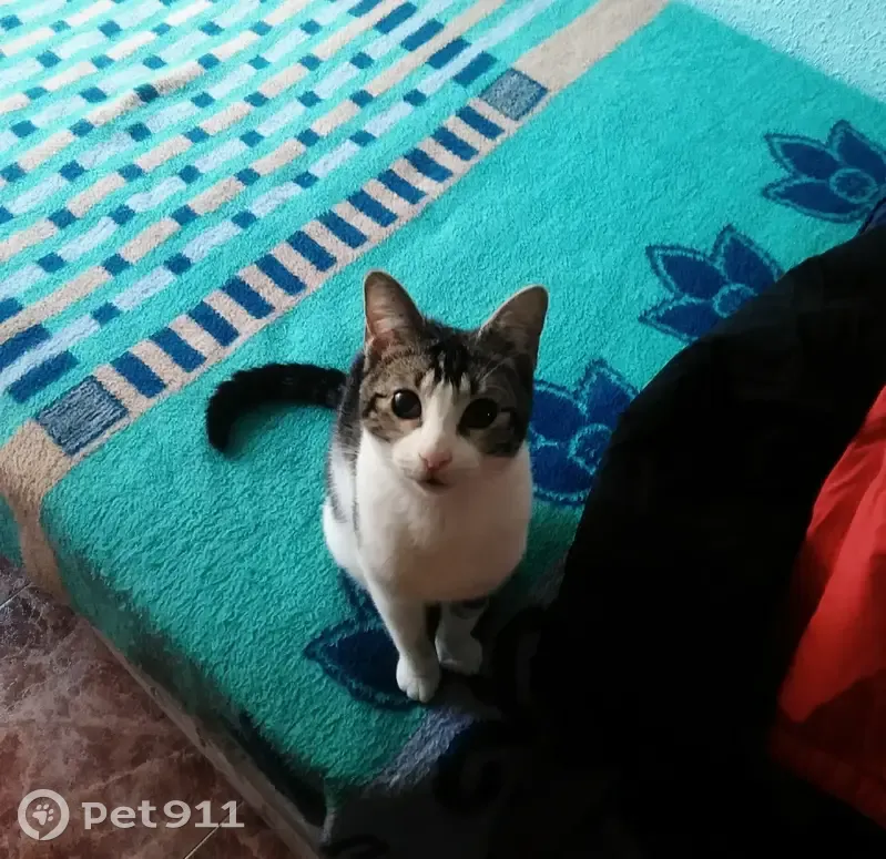 Gata Mini Perdida con Cataratas en Paiporta - photo