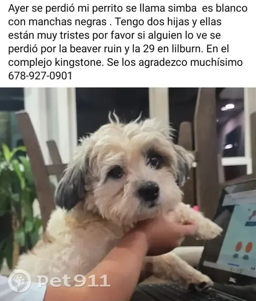 Lost Dog Alert: Simba Missing in Georgia - photo