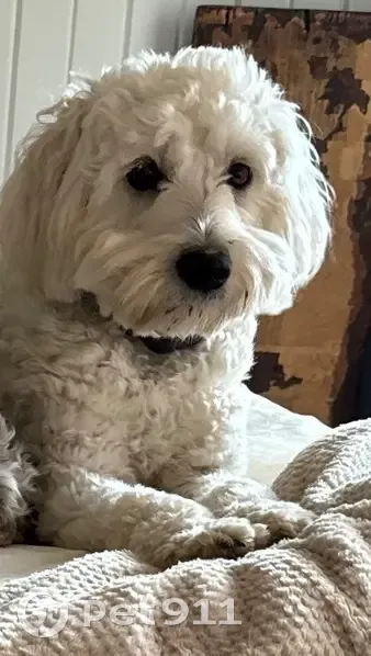 Lost Dog: Wavy White Fur on Birch Dr. - photo