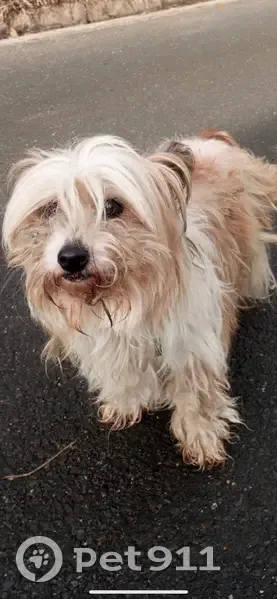 Chien chinois blanc perdu à Elbeuf - photo