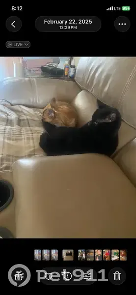 Lost Cat: Black, White Spot, Green Eyes - photo