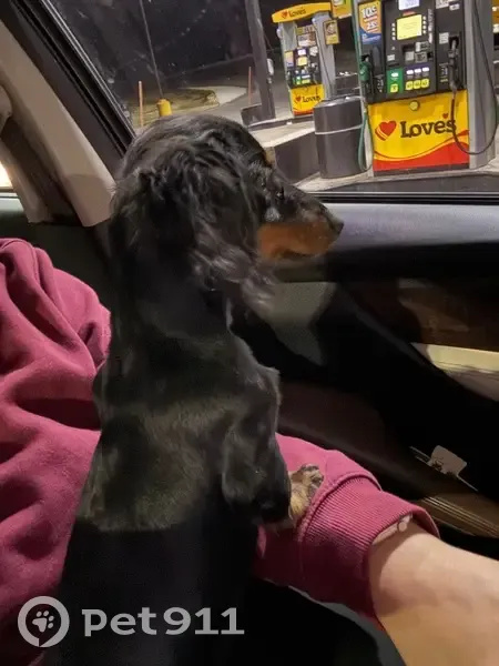 Lost: 7-Month Dachshund, Black & Tan - photo