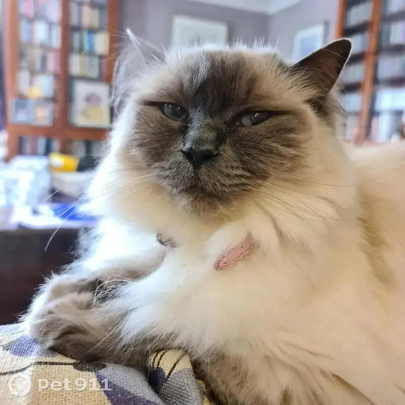 Lost Cat: White with Blue Grey Face, Holt - photo