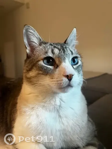 Lost 8-Year-Old Male Tabby in Phoenix - photo