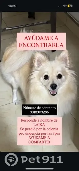 Perro Perdido: Responde a Su Nombre - photo