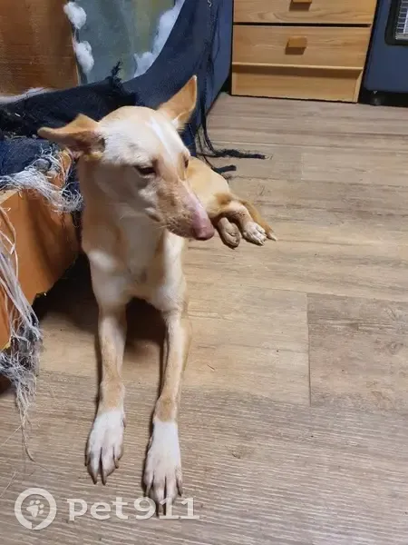 Perra Podenca Perdida en L'Hospitalet de l'Infant - photo