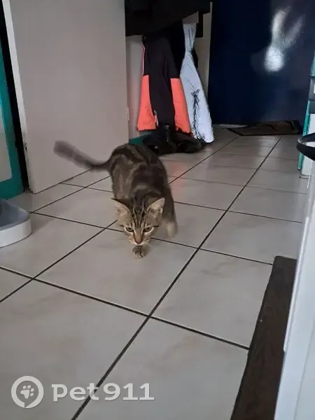 Chatte trouvée à Brax, strabisme léger - photo