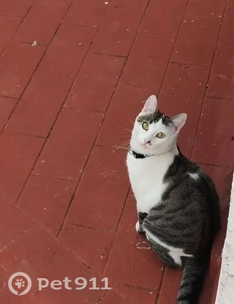 Gato Perdido: Gris con Correa Roja en Écija - photo
