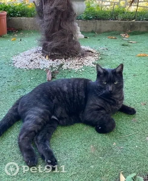 Chat perdu : Kovu, mâle noir tigré gris - photo