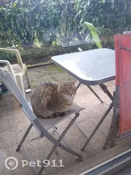 Chat tigré perdu à Lyon, yeux vairons - photo