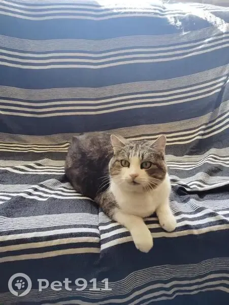 Gata Perdida con Collar Verde en Las Torres - photo