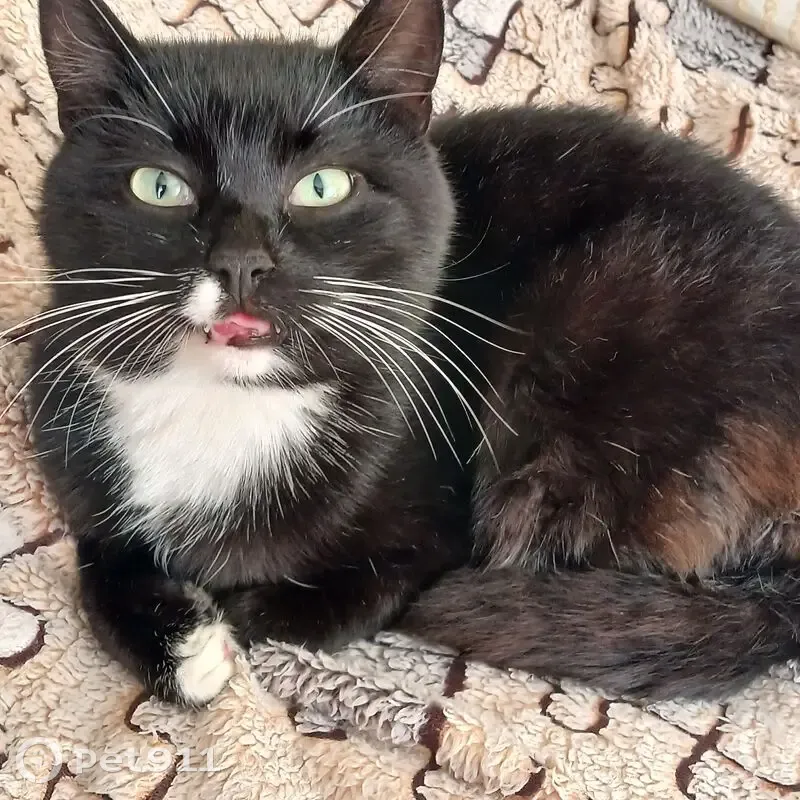 Зникла кішка в Чернігові: чорний з білим - photo