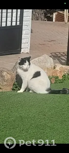 ¿Has visto a nuestro gato perdido? - photo