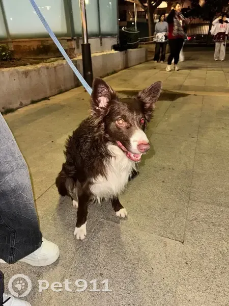 Border Collie Marrón Hallado en Palma - photo