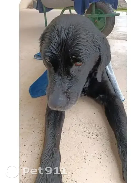Labrador épuisé trouvé à Biscarrosse - photo