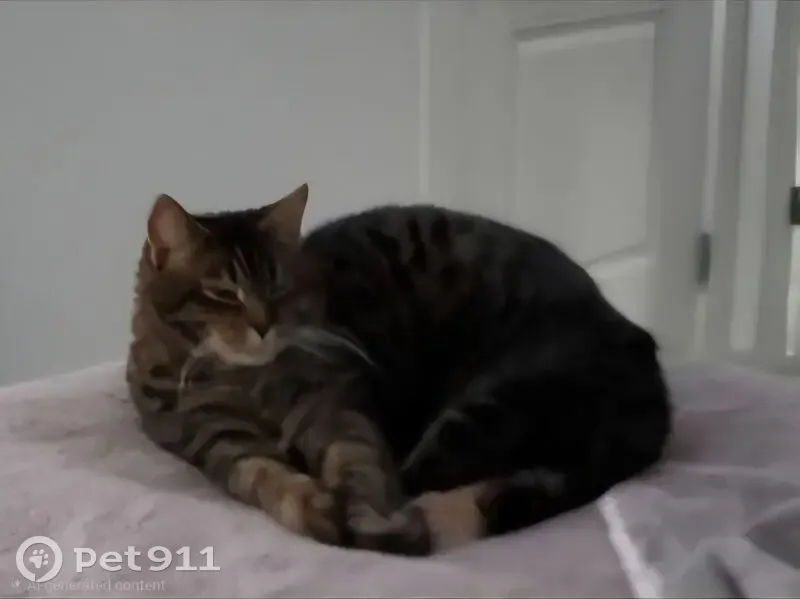 Lost 18lb Dark Tabby in Richmond Area - photo