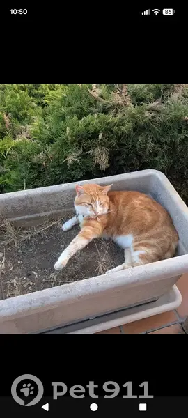 Chat perdu à Saint-Victeur, non identifié - photo