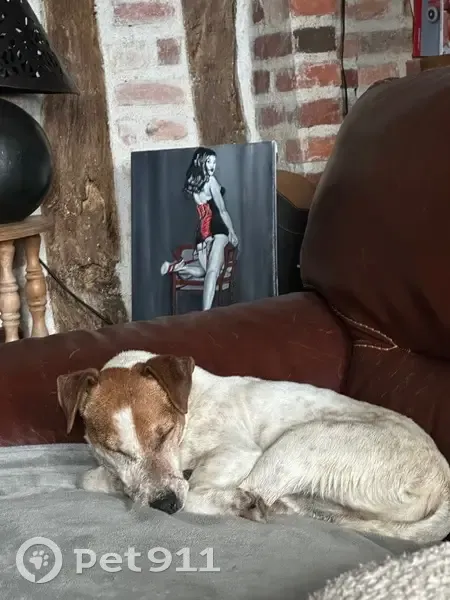 Jack Russel trouvée Chemin des Montagnes - photo