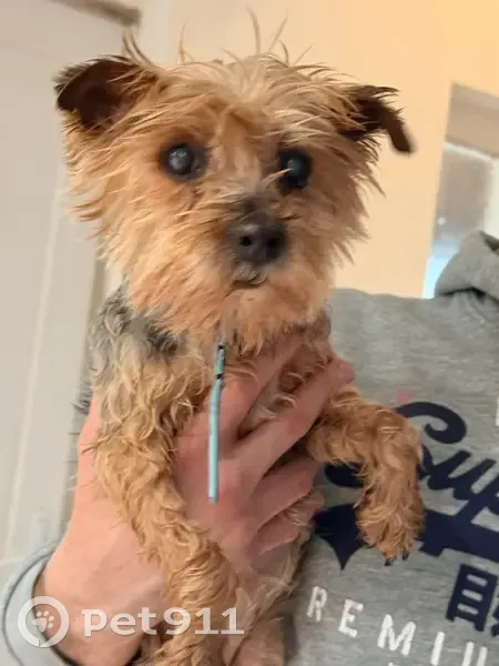 Chien trouvé à Auvillers-les-Forges - photo