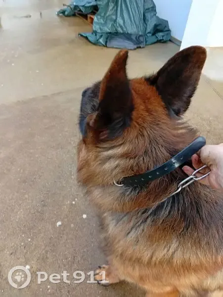 Berger allemand trouvé à Scaër, nommé TAO - photo